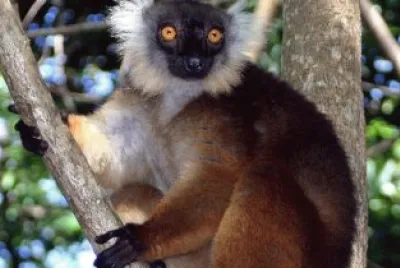 Lemure macaco