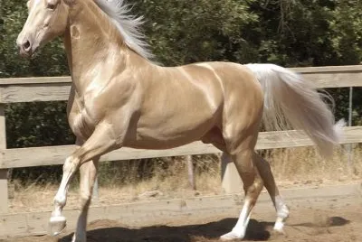 Akhal teke