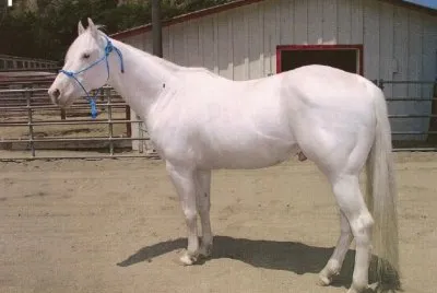Albino