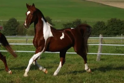 American saddlebred