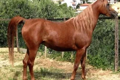 Anglo arabo francese
