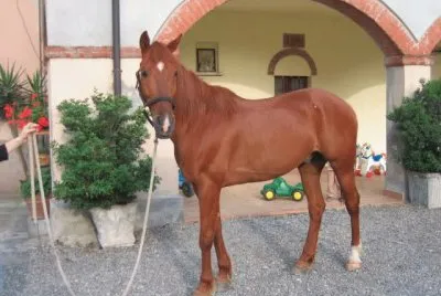 Anglo arabo spagnolo
