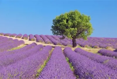 פאזל של NATUREZA