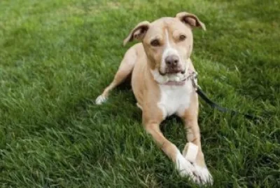 American pitbull terrier