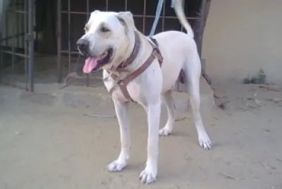 Bully kutta
