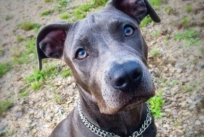 Amstaff