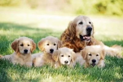 animales