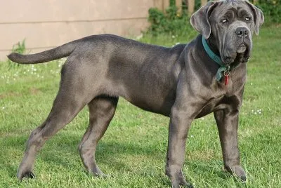 Mastino napoletano