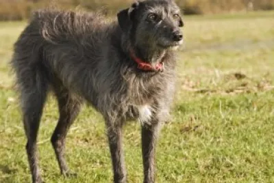 Levriero lurcher