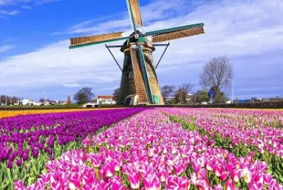 Tulipanes