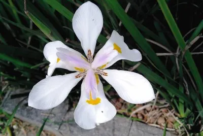 flor de jardim morÃ©ia