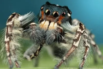 Dancing spider