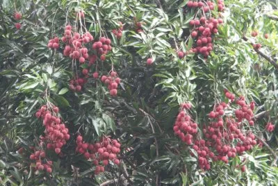 Lychee