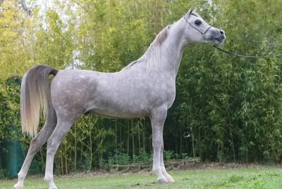 Arabo egiziano