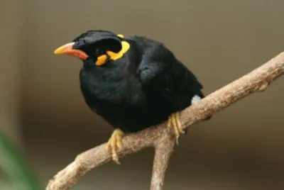 Gracula religiosa