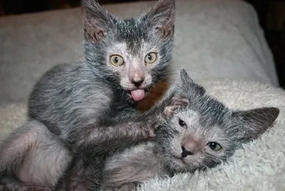 Lykoi