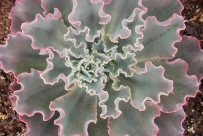 succulent 2