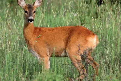 Capriolo