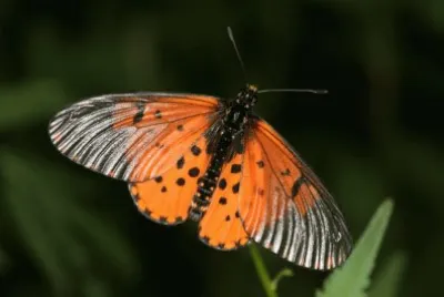 Acraea horta