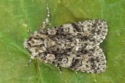 Acronicta rumicis