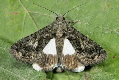Aedia leucomelas