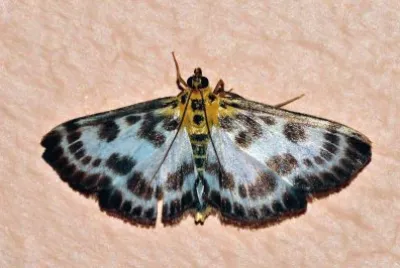Anania colorata