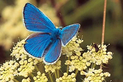 Argo azzurro