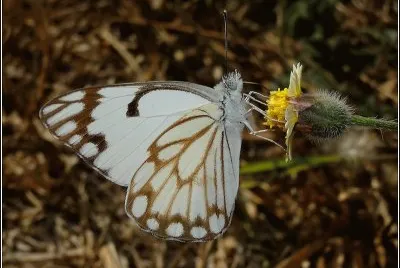 פאזל של Belenois aurota