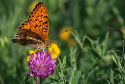 Boloria aquilonaris