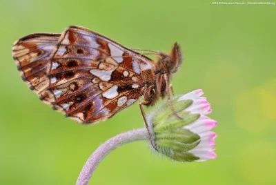 Boloria dia