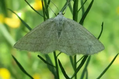 Cabera pusaria