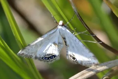 Cataclysta lemnata