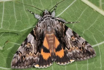 Catocala italiana