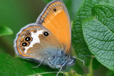 Coenonympha arcania