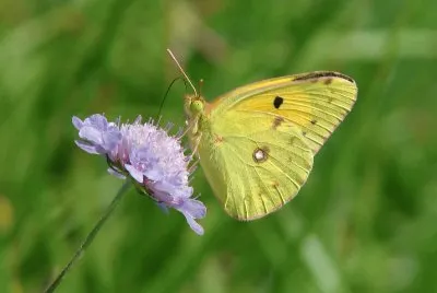 Coliade pallida
