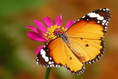 danaus chrysippus