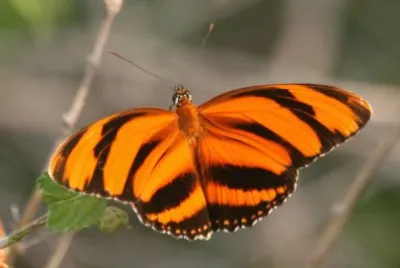 Driadula phaetusa