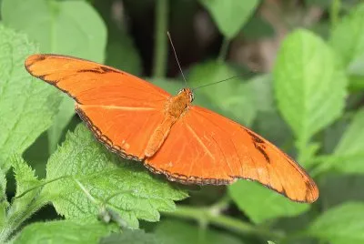 Dryas iulia