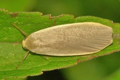 Eilema griseola