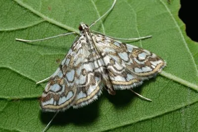 Elophila nymphaeata