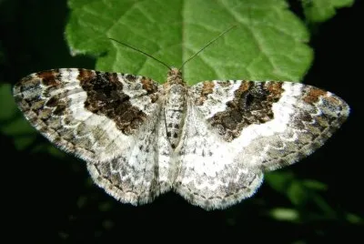Epirrhoe rivata