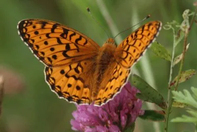 Fabriciana adippe