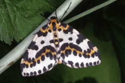 Falena gazza