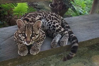 Margay