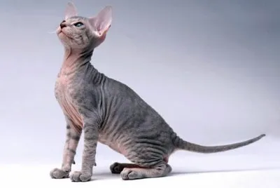 Siamese nudo