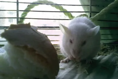 plesiocito