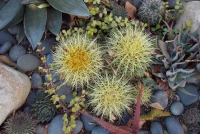 cactus 2