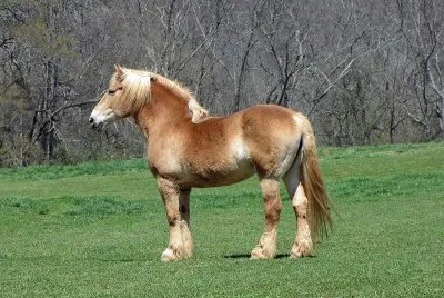 Belga da tiro