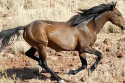 Brumby