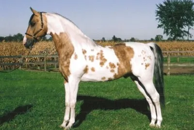 פאזל של Buckskin pinto